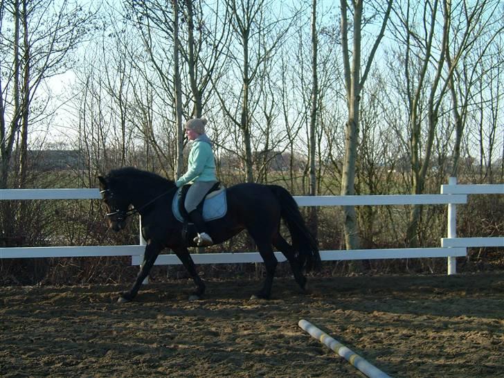 Anden særlig race Ronja 'gl. lånehest' billede 15