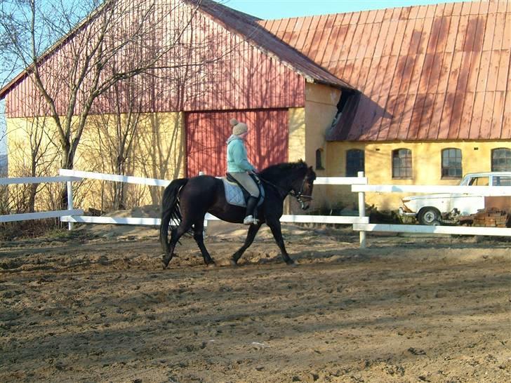 Anden særlig race Ronja 'gl. lånehest' billede 16
