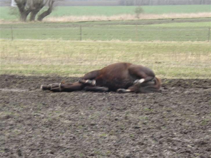 Dansk Varmblod DG *RDH* - Ginger var den første til at rulle 8D billede 9