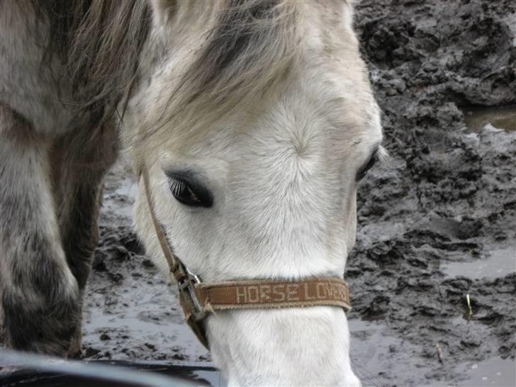 Welsh Mountain (sec A) Møllegydens Express - Jeg kunne ikke have haft nogen bedre lære pony end dig <´3 billede 20