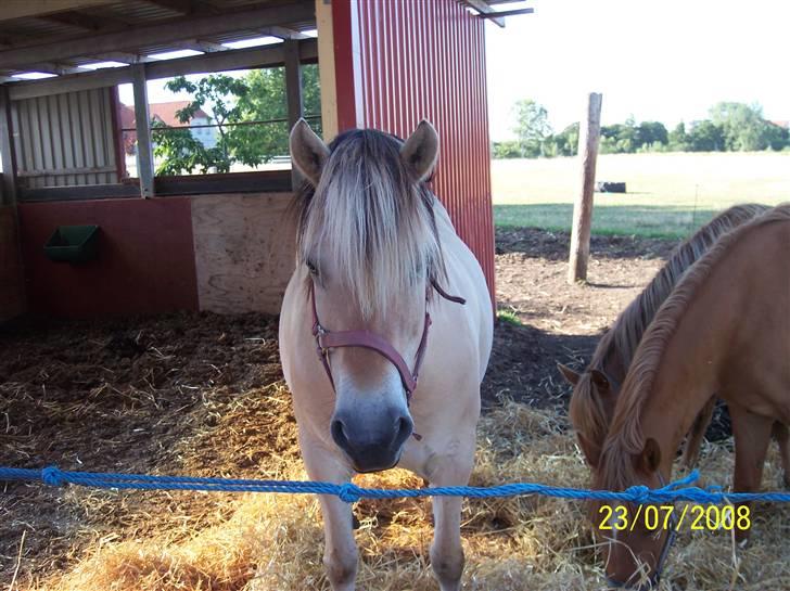 Fjordhest Hestehuset`s Flora SOLGT billede 5