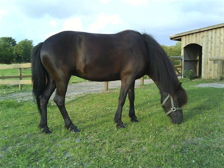 Islænder Auður  fra Geldingaá - Smukkehesten. billede 3