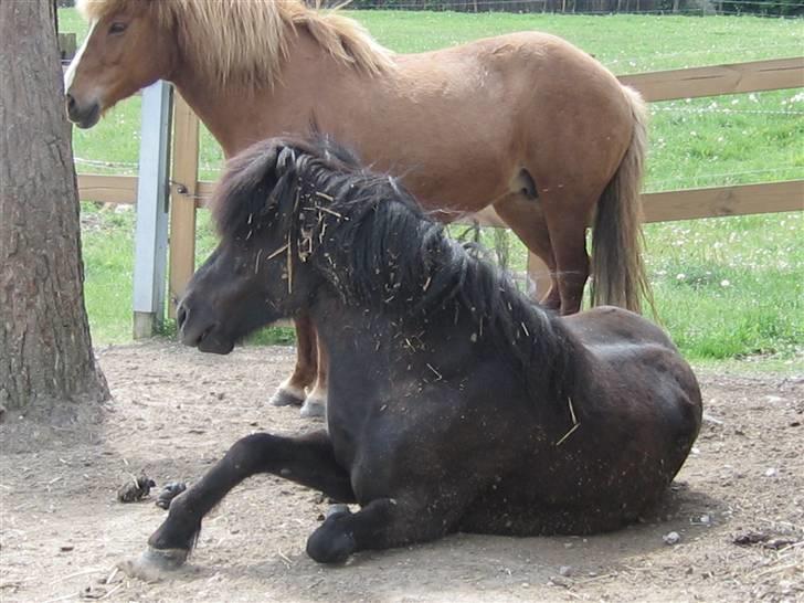 Islænder Auður  fra Geldingaá - Skal vi afsted nu? billede 7