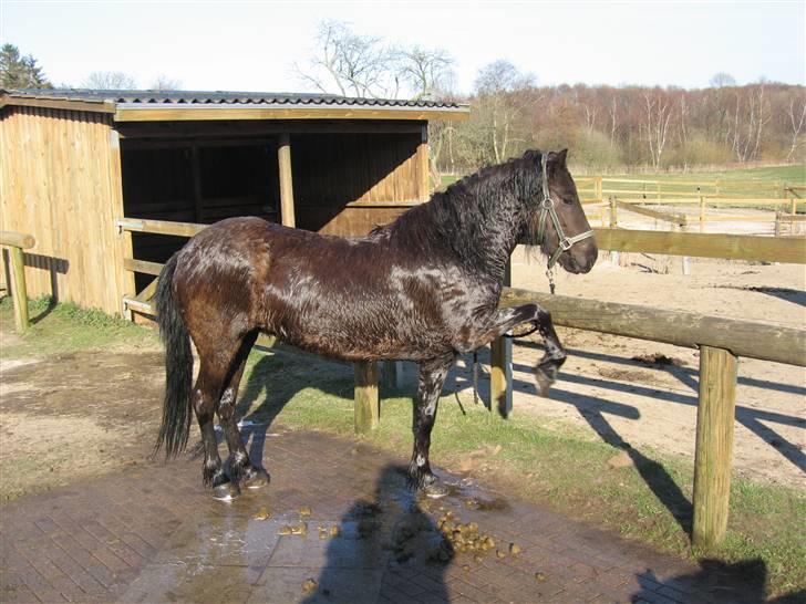 Islænder Auður  fra Geldingaá - En god vasketur kan få løftet helt i top. billede 8