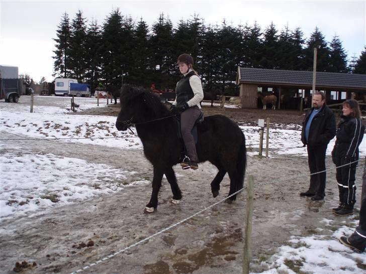 Islænder Auður  fra Geldingaá - Så er jeg i sadlen på hende for første gang.  billede 9