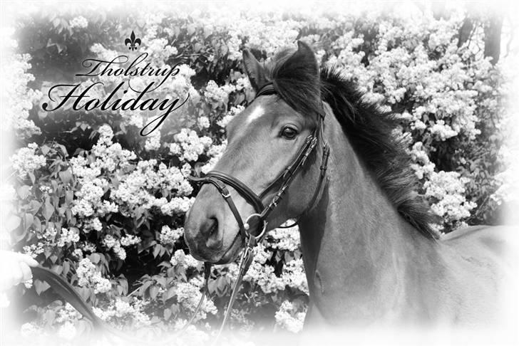 Anden særlig race Holiday - Portræt foran syrenerne - maj 2009 billede 1