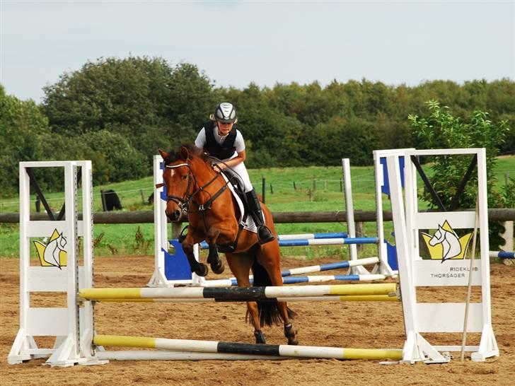 Anden særlig race Holiday - Til stævne i KRT august 2009 billede 2