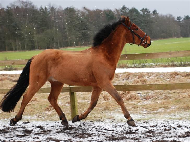 Anden særlig race Holiday - Holiday i snevejret vinteren 2008-2009 billede 3