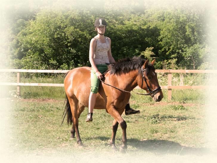 Anden særlig race Holiday - Holiday skridter i solen med Rikke - sommer 2008 billede 4