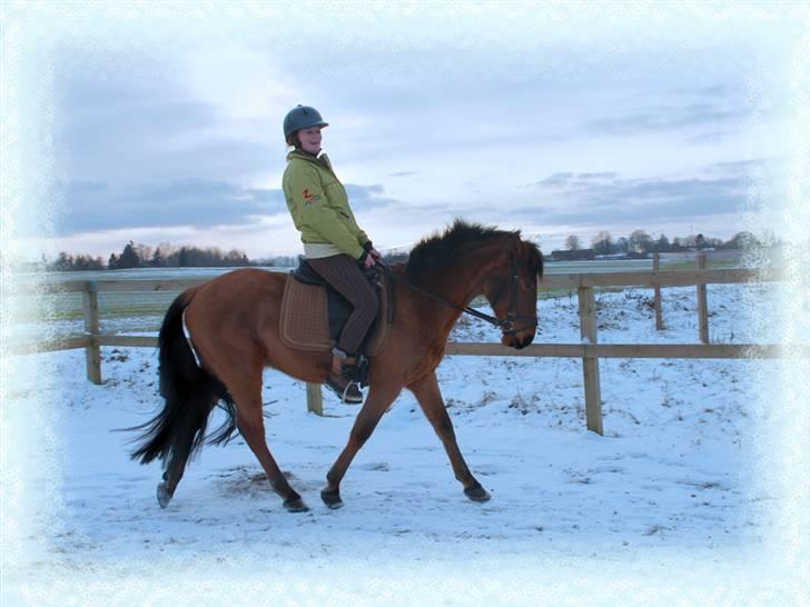 Anden særlig race Holiday - Holiday og Rikke i sneen vinteren 2008-2009 billede 5