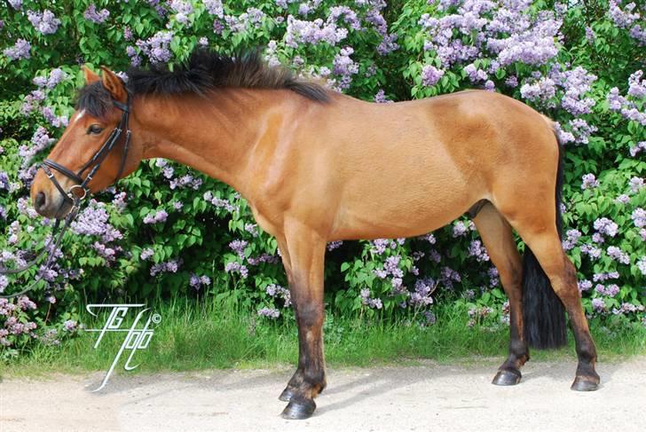 Anden særlig race Holiday - Foran syrenerne maj 2009 billede 7