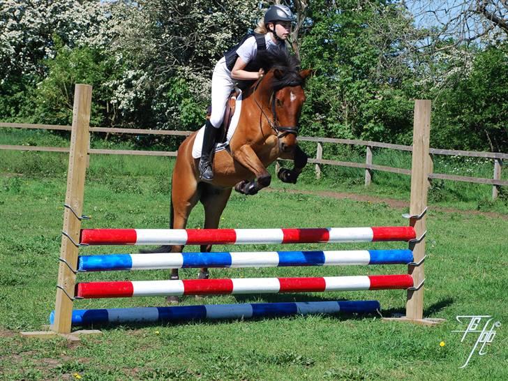 Anden særlig race Holiday - Holiday og Karen - springtræning sommer 2009 billede 9