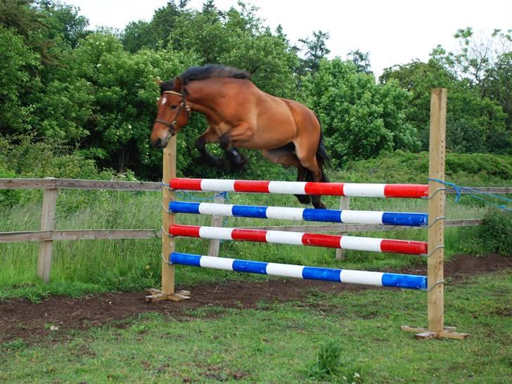 Anden særlig race Holiday - Løsspring 130 cm billede 10