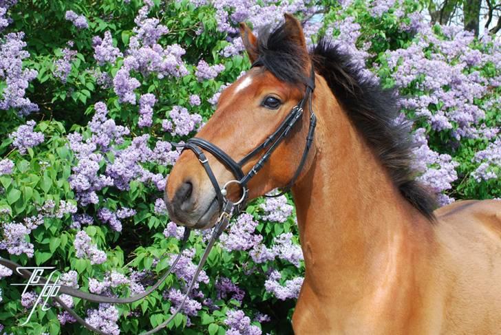 Anden særlig race Holiday - Holiday foran syrenerne maj 2009 billede 14