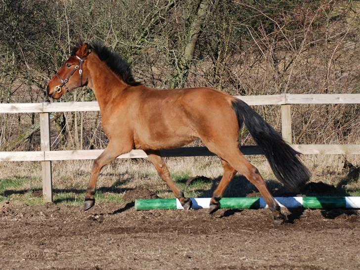 Anden særlig race Holiday - Holiday løs på ridebanen marts 2009 billede 16