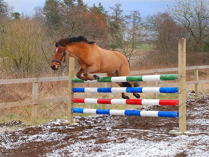 Anden særlig race Holiday - Løsspringning vinter 2008-2009 billede 19