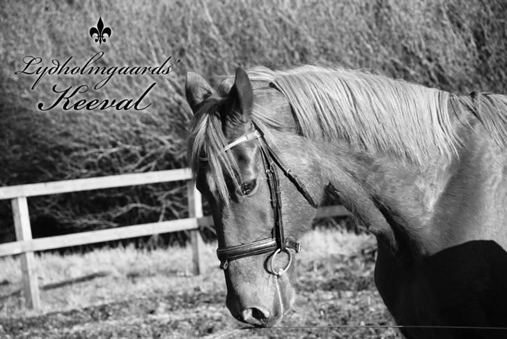 Anden særlig race Lydholmgaards Keeval - Elskede Keeval... billede 1