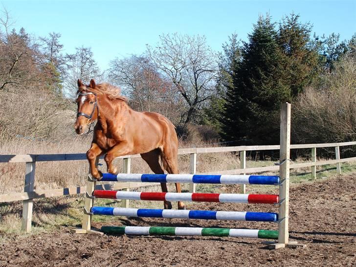 Anden særlig race Lydholmgaards Keeval - Keeval hopper et lille spring billede 2
