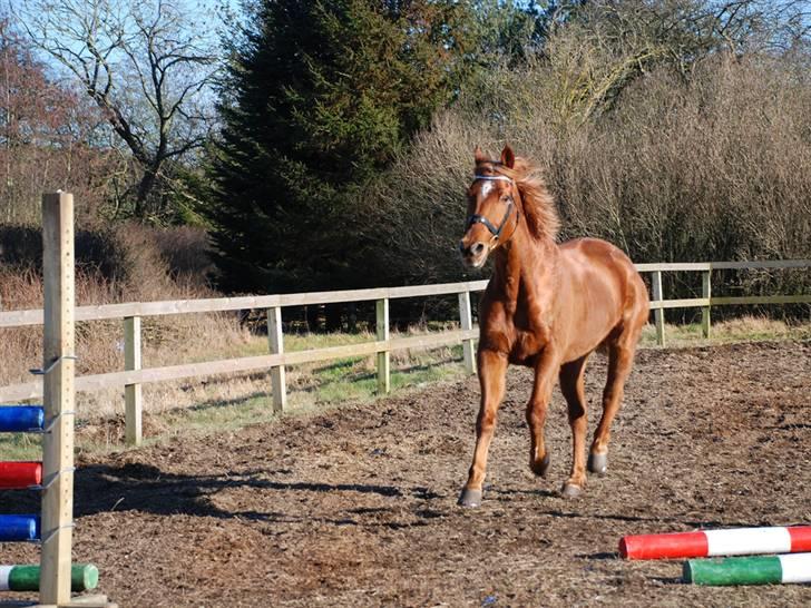 Anden særlig race Lydholmgaards Keeval - Drøner rundt på ridebanen billede 3