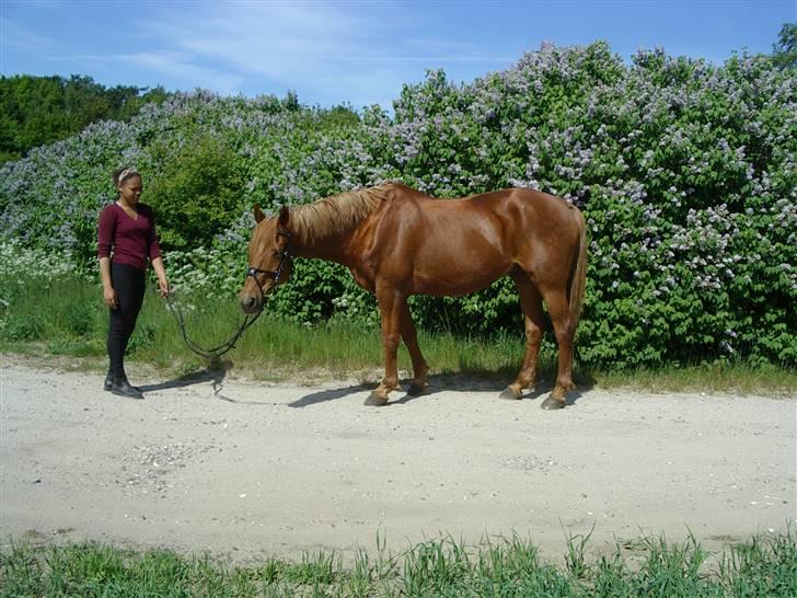 Anden særlig race Lydholmgaards Keeval - Sommer 2008 - Berenice stiller Keeval op foran syrenerne billede 4