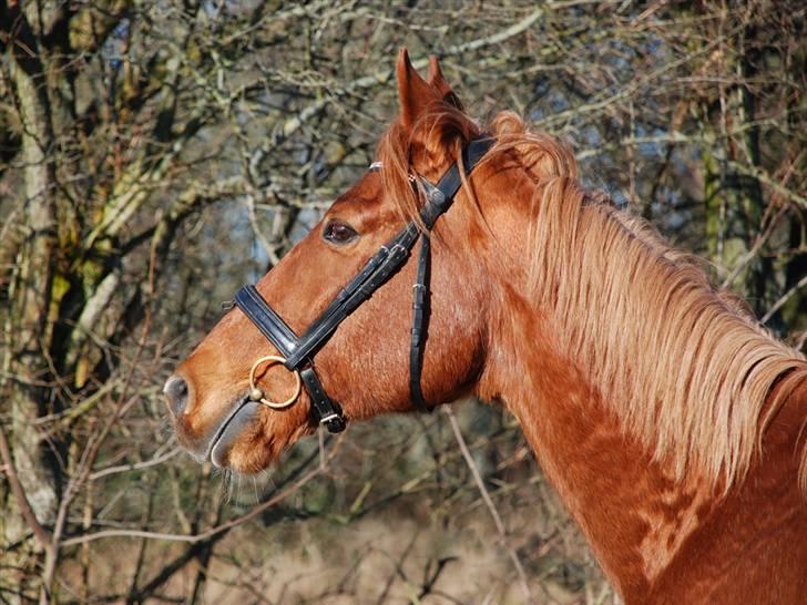 Anden særlig race Lydholmgaards Keeval - Der er noget derude! billede 5