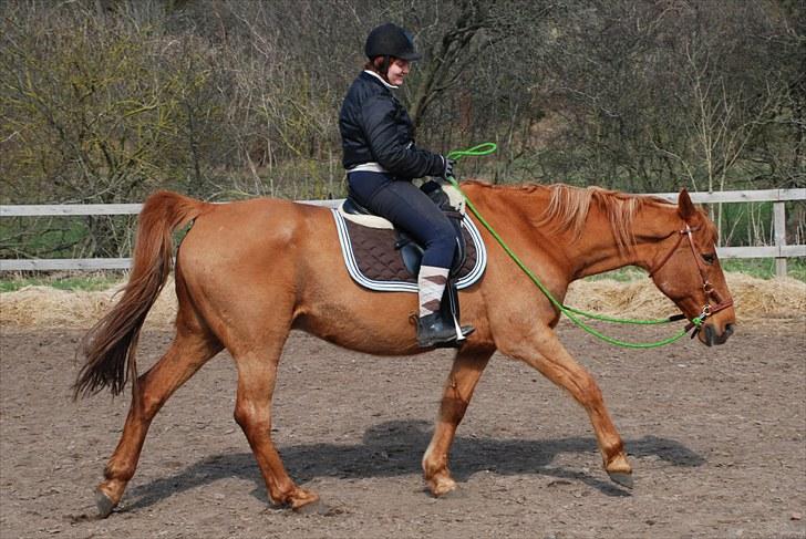 Anden særlig race Lydholmgaards Keeval - Skridt med god fremadsøgning billede 6