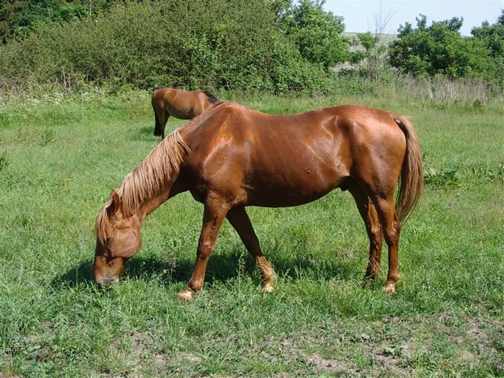 Anden særlig race Lydholmgaards Keeval - Græs 2008 - vi længes efter sommeren! billede 7