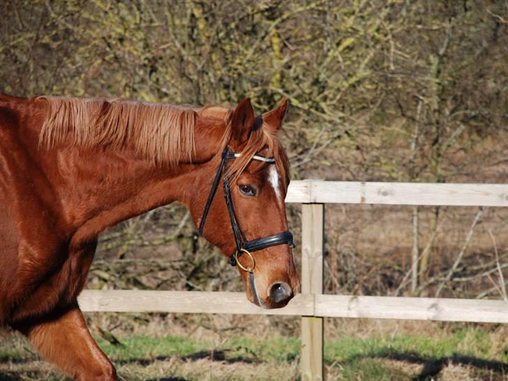 Anden særlig race Lydholmgaards Keeval - Krammehesten <3 billede 8