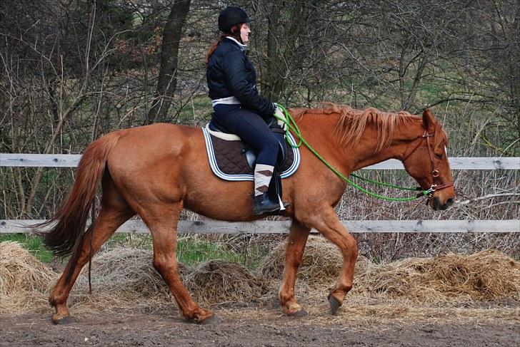 Anden særlig race Lydholmgaards Keeval - God inundergriben i skridt billede 9