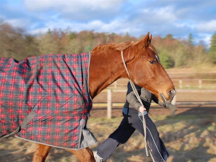 Anden særlig race Lydholmgaards Keeval - Kom så Keeval :D billede 10