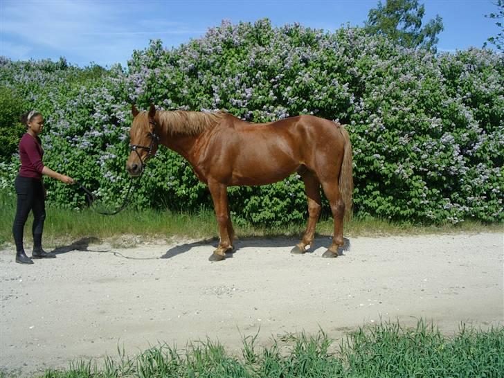 Anden særlig race Lydholmgaards Keeval - Sommer 2008 : Foran syrenerne billede 11