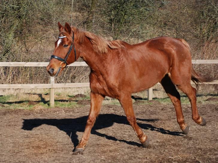 Anden særlig race Lydholmgaards Keeval - Galop galop.. billede 12