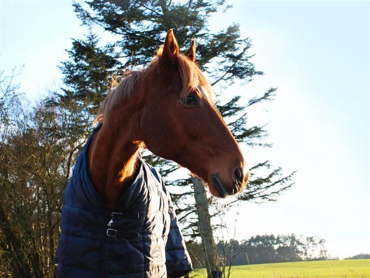Anden særlig race Lydholmgaards Keeval - Keeval på skovfolden billede 13