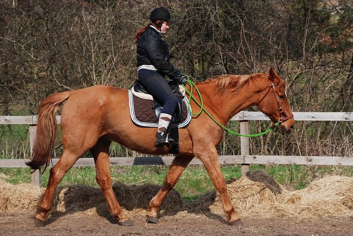 Anden særlig race Lydholmgaards Keeval - Travtakt billede 14