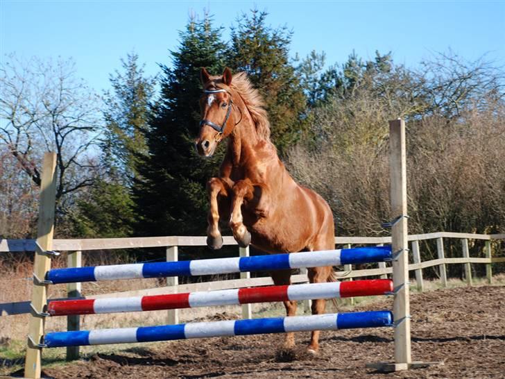 Anden særlig race Lydholmgaards Keeval - Hopla! billede 15