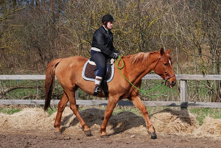 Anden særlig race Lydholmgaards Keeval - Remonte: det der gerne skulle blive starten til bæring i trav billede 16