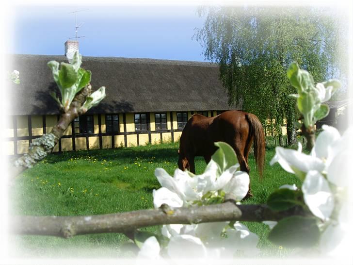 Anden særlig race Lydholmgaards Keeval - Keeval i haven <3 billede 17