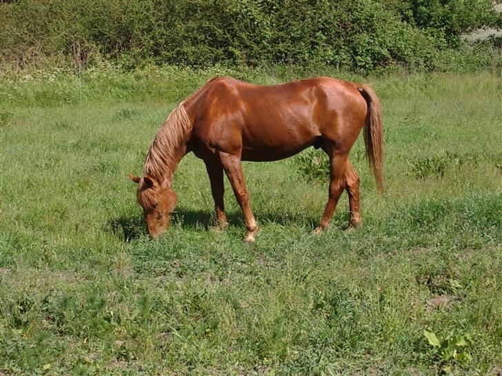 Anden særlig race Lydholmgaards Keeval - På græs billede 18