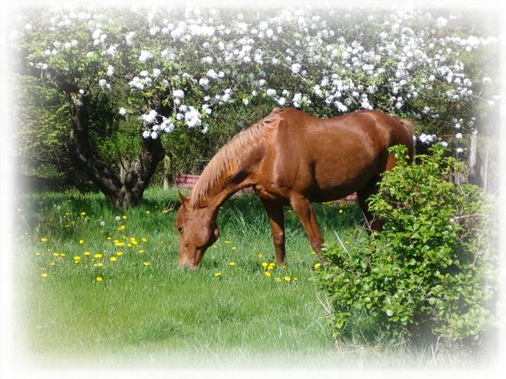 Anden særlig race Lydholmgaards Keeval - Græsser i haven .. :´) billede 19