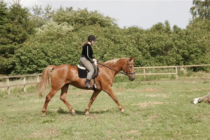 Anden særlig race Lydholmgaards Keeval - Vi traver i solen billede 20