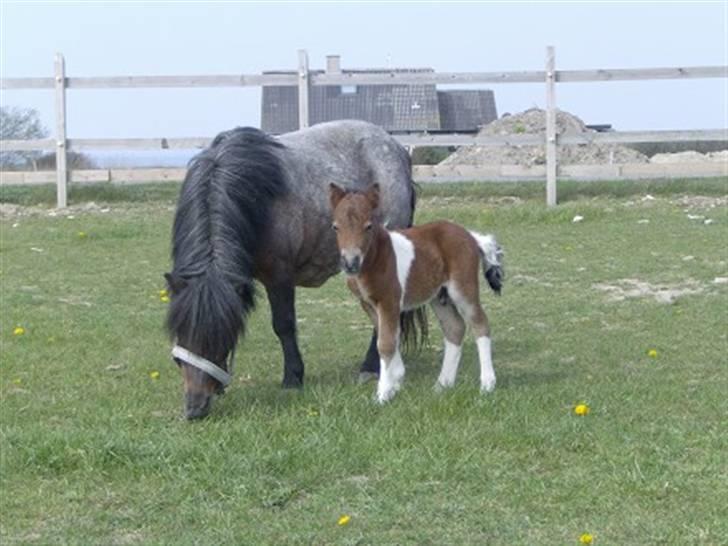 Shetlænder † Bakkegårdens Faster † - Sommeren 07´: Faster med sit føl Bakkegårdens Felipé billede 14