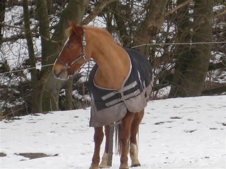 Anden særlig race Honey moon (solgt.) billede 8