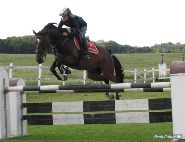 Anden særlig race Manuela  billede 13