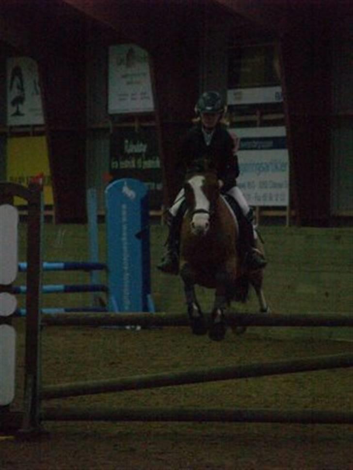 Anden særlig race Natasja i ridning solgt billede 20