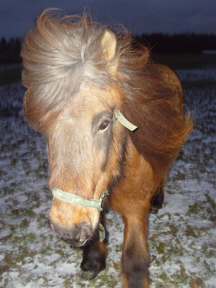 Islænder Freyja bjørnholm billede 5