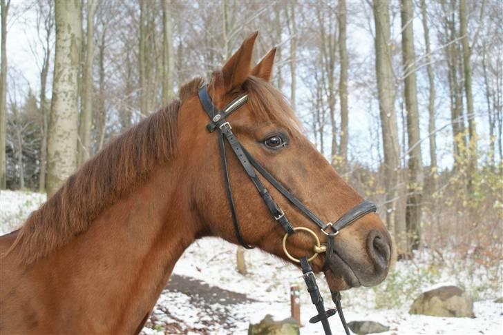 Anden særlig race Pieter (Picasso) billede 2