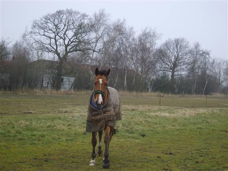 Holstener Little Life  - Hej med dig Leif billede 1