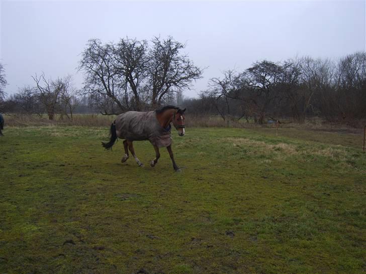 Holstener Little Life  billede 8