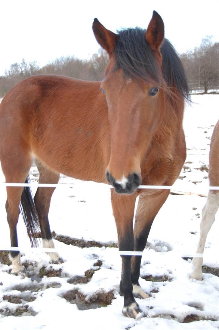 Traver Light My Fire (Kiara) - Smukke Kiara billede 10