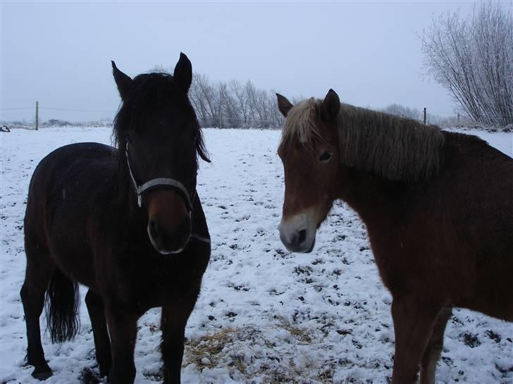 New Forest Pondus (Methme) - De to kærester Keebe og Pondus på folden billede 7